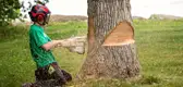Abattage arbres et haies 77